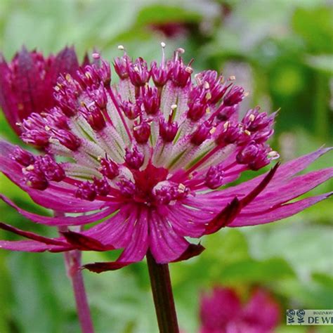 Astrantia Major Lars Zeeuws Knoopje