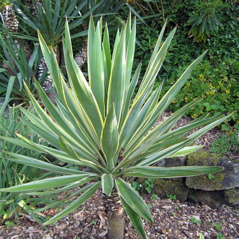 Buy Yucca Gloriosa Variegata Architectural Plants