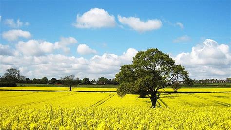 Canola Fields Yellow Canola Field Hd Wallpaper Pxfuel