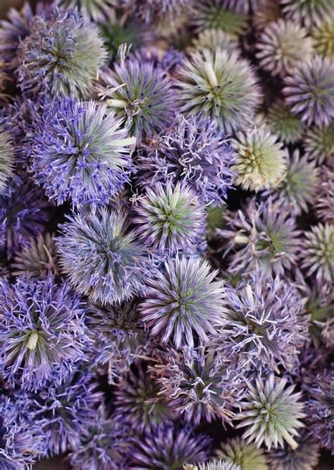 Echinops ritro | Bloomin' Plants and Stitches