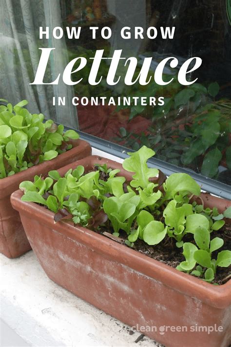 8 Tips For Growing Lettuce Plants In Pots Clean Green Simple