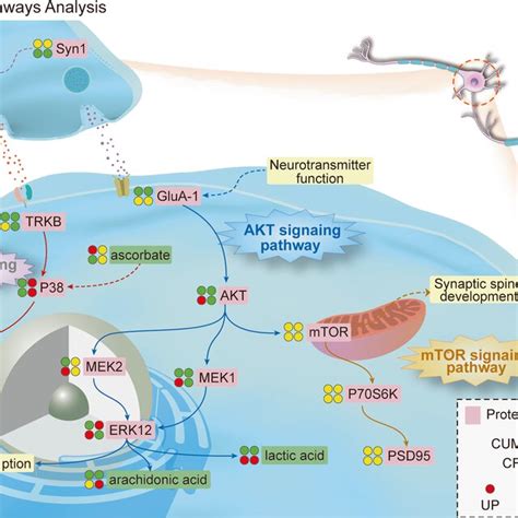 The Significantly Altered Proteins And Metabolites In Each Model Were