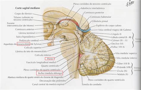 Tronco Encefálico E Nervos Cranianos Resumos Neuroanatomia😐 Descubra O