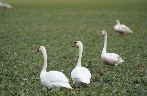 Vogelgrippe im Landkreis Tübingen Sechs tote Schwäne entdeckt