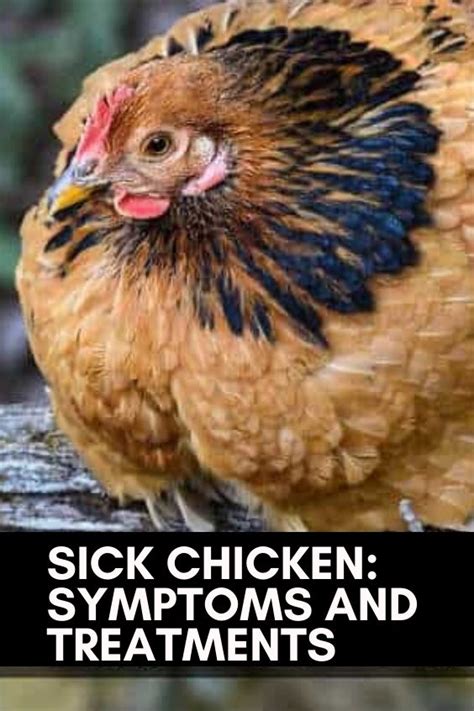 Sick Chicken Symptoms And Treatments In 2020 Urban Chickens Chicken