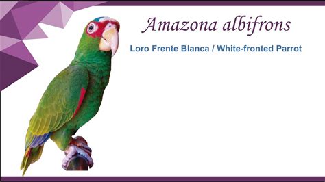 Loro Frente Blanca Amazona Albifrons Youtube