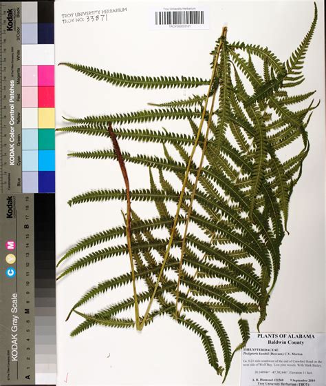 Pelazoneuron Kunthii Species Page Apa Alabama Plant Atlas