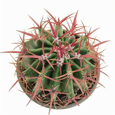 Ferocactus Stainesii 17 Cm Cactaceae Giromagi Vendita Piante Grasse