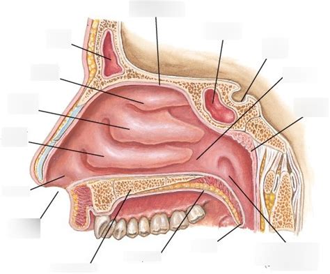 Nasal Cavity Structures Diagram Quizlet