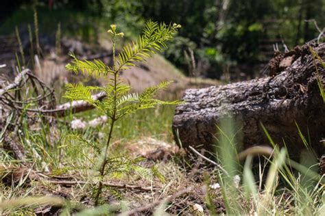 How To Grow A Redwood Tree From Seed Turtle Island Restoration Network