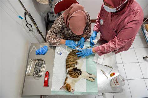 Sterilisasi Dan Kastrasi Kucing Gratis Di Bandung ANTARA Foto