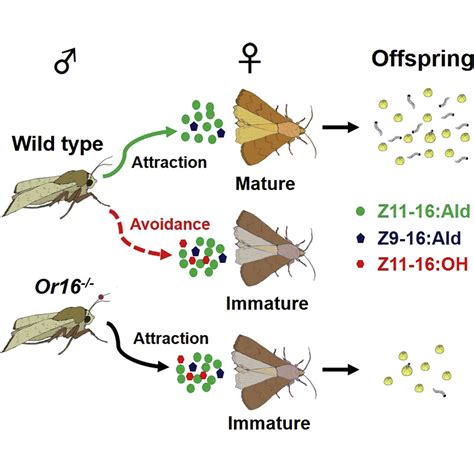 A Pheromone Antagonist Regulates Optimal Mating Time In The Moth Helicoverpa Armigera Current