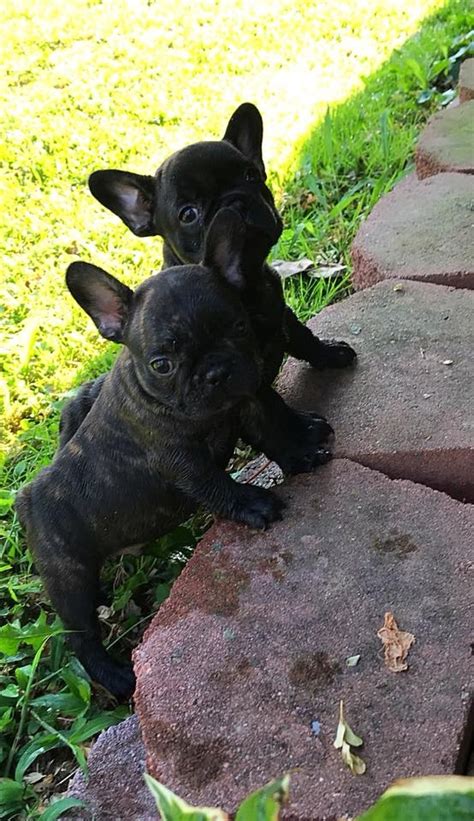 Cute 8 Weeks Old Frenchies For A New Loving Home Miami For Sale Miami