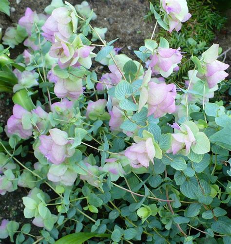 Photo Of The Bloom Of Ornamental Oregano Origanum Kent Beauty