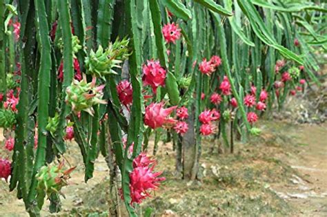 zellajake 100 PCS Seeds Pitaya Bonsai Tree Plants Dragon Fruit Garden Red Meat Pitaya Seeds — 🛍️ ...