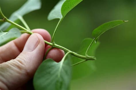 How To Propagate Pear Trees From Cuttings Farmhouse Blooms