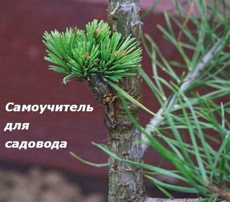 Пин от пользователя Шерстюк Наталия на доске хвойные | Растения, Идеи ...