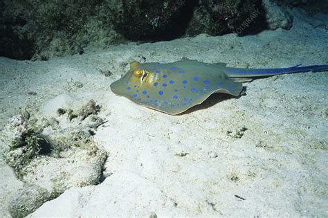 Blue-spotted stingray - Stock Image - Z600/0169 - Science Photo Library