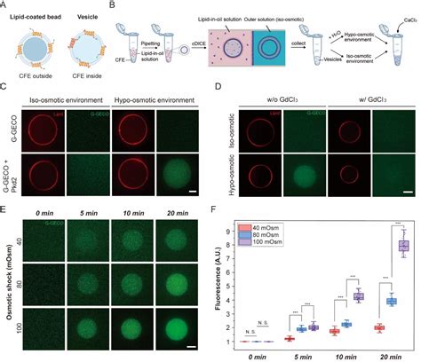 Figure From Membrane Stretching Activates Calcium Permeability Of