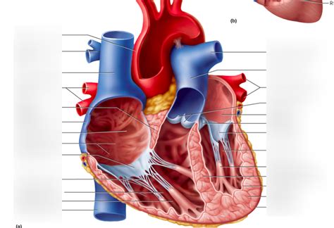 Atrium Right Heart Chambers