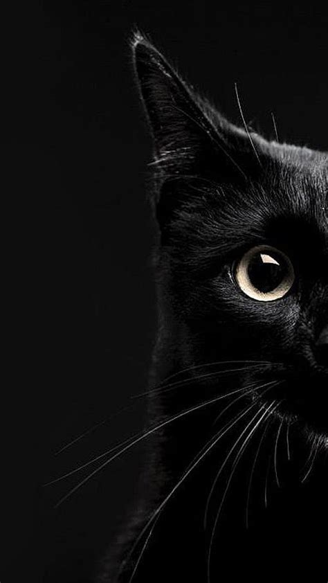 Black Cat Phone, black cat for mobile HD phone wallpaper | Pxfuel