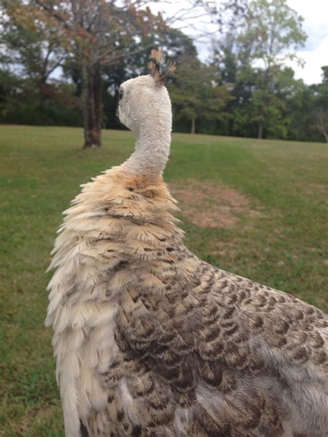 Unsure Of 4 Month Old Peafowl Gender Backyard Chickens Learn How To