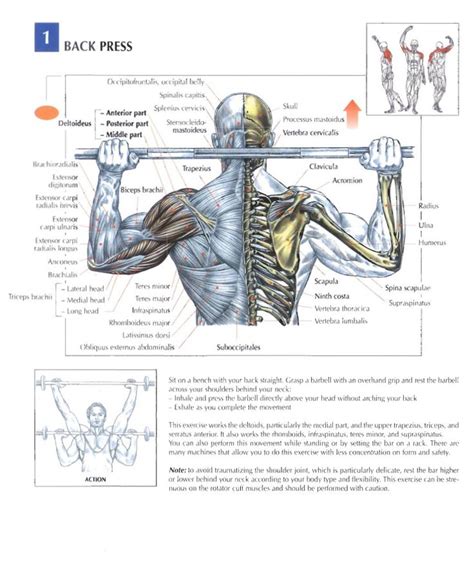 Back Press Barbell Shoulder Workout Bodybuilding Strength Training