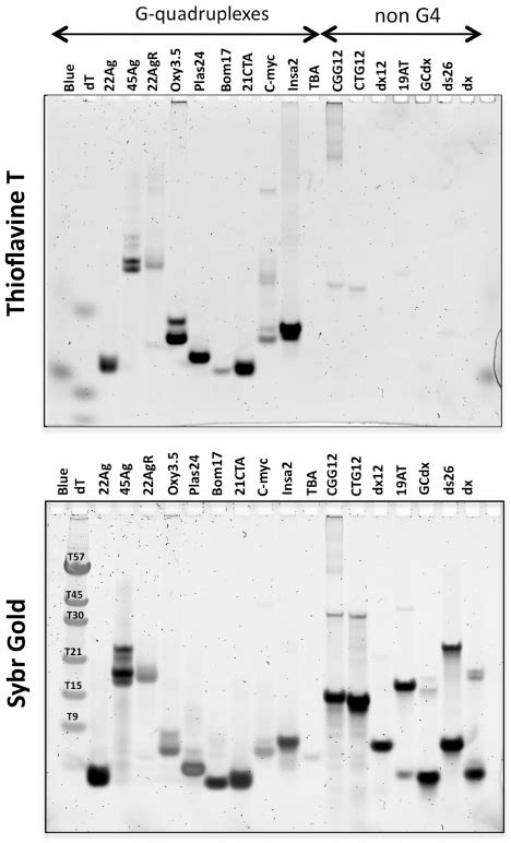 G4 Structures Detected On Nondenaturing Polyacrylamide Gel Download Scientific Diagram