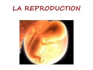 Ppt La Physiologie De La Reproduction Powerpoint Presentation Free