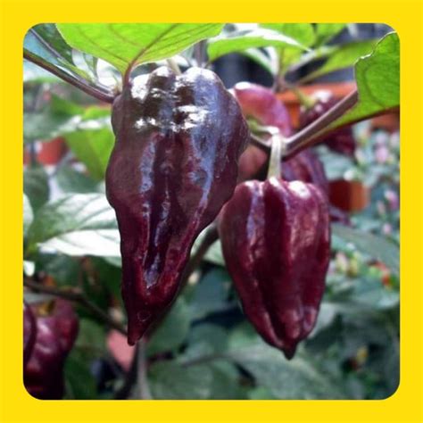 Jual Buah Cabai Bhut Jolokia Purple Buahnya Shopee Indonesia