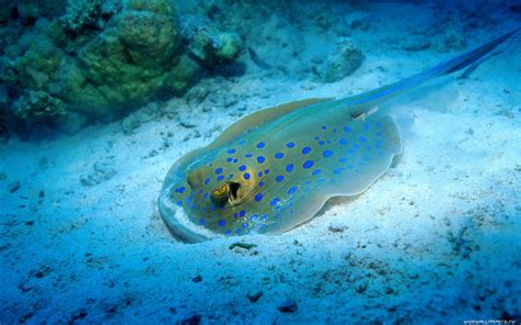 underwater, Sea, Bluespotted Stingray