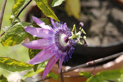 Kwiat Pasji Passiflora Darmowe zdjęcie na Pixabay Pixabay