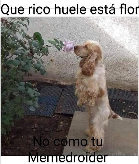 Perro Meme Subido Por Neijdoe Memedroid