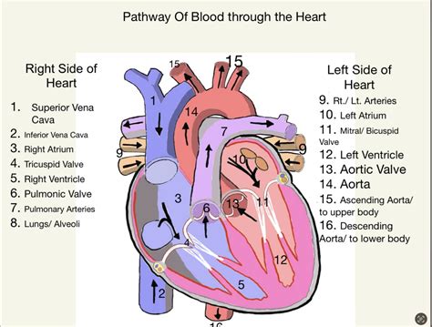 The Path Of Blood Through The Heart And Circulatory System Human Steam