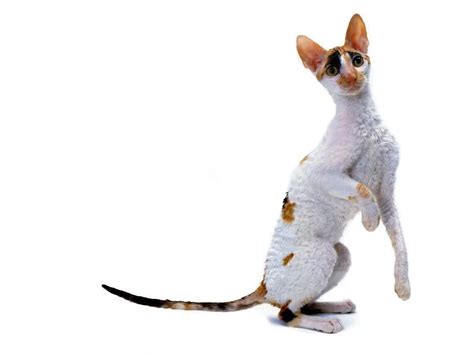 Cornish Rex Characteristics And Character Cat Breeds