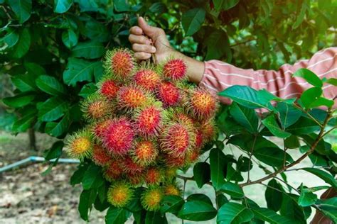 Rambutan Exports The Potential T Of Vietnam Ant Farm