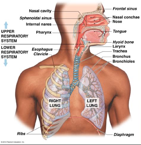 Ch Respiratory System Lecture Flashcards Quizlet