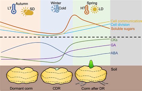 A Wake Up Call Signaling In Regulating Ornamental Geophytes Dormancy