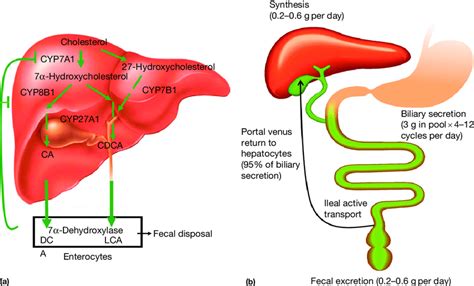 Bile acid metabolism and enterohepatic circulation of bile acids. Bile ...