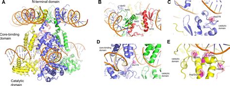 A Crystal Structure Of The Lambda Integrase Tetramer Bound To The Arm