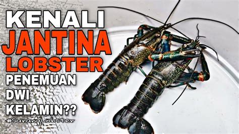 Kenali Jantina Lobster Air Tawar Perbezaan Induk Jantan Dan Betina