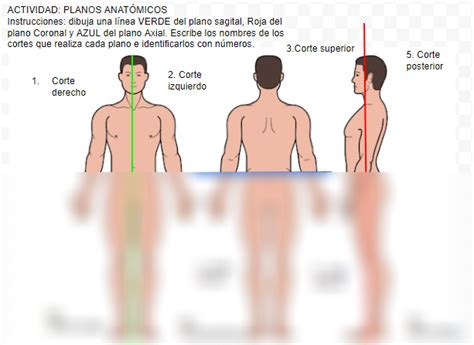 SOLUTION Planos Del Cuerpo Humano Planos Anat Micos Unam Studypool