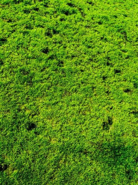 Moss Lawn Pros And Cons