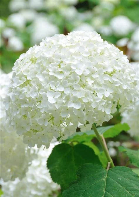 Plantas Con Flores Blancas De Interior Y De Exterior