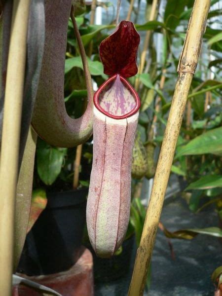 Nepenthes Albomarginata Form Carnivorous Plants Pitcher Plant Plants