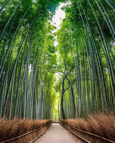 Arashiyama Bamboo Forest Kyoto Japan Best Places To Travel Places