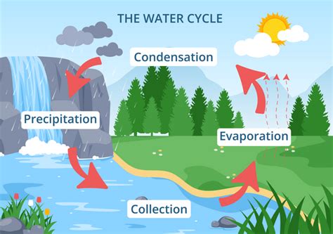 Premium Water Cycle Illustration pack from School & Education Illustrations