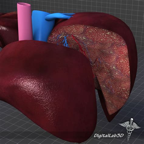 Liver Anatomy 3d Model Max Obj 3ds Fbx C4d Lwo Lw Lws