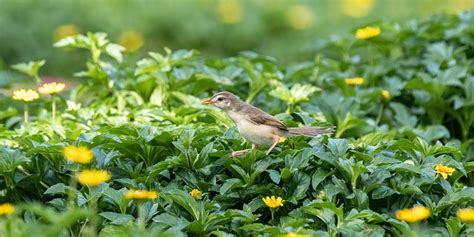 Lark Bird Perched - Free photo on Pixabay - Pixabay