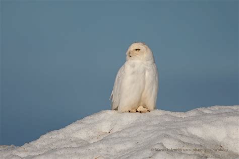 Snowy Owl Snowy Owl Nyctea Scandiaca Barrow Alaska Marco